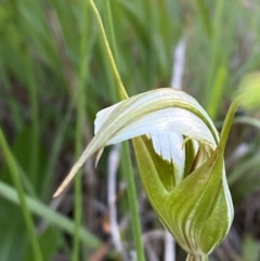 Pterostylis revoluta at Broulee, NSW - suppressed