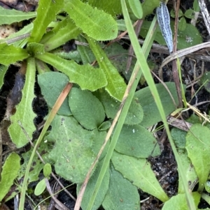 Pterostylis revoluta at Broulee, NSW - 18 Apr 2023