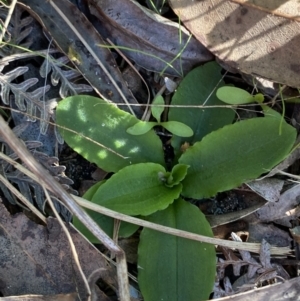 Pterostylis sp. at Broulee, NSW - suppressed