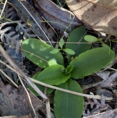 Pterostylis sp. at Broulee, NSW - suppressed