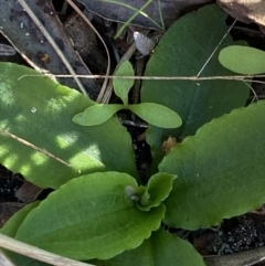 Pterostylis sp. at Broulee, NSW - suppressed