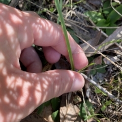 Diuris sp. (A Donkey Orchid) at Broulee, NSW - 18 Apr 2023 by Tapirlord