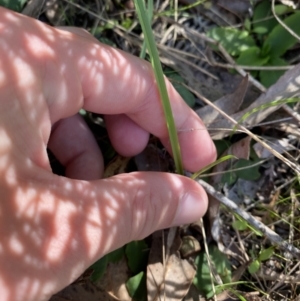 Diuris sp. at Broulee, NSW - 18 Apr 2023