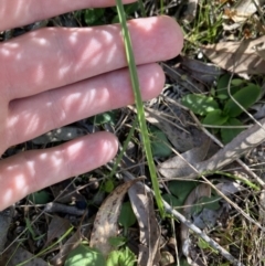 Diuris sp. at Broulee, NSW - 18 Apr 2023