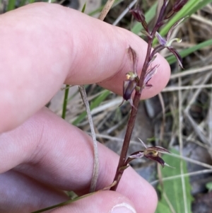 Acianthus exsertus at Broulee, NSW - 18 Apr 2023