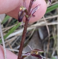 Acianthus exsertus at Broulee, NSW - 18 Apr 2023