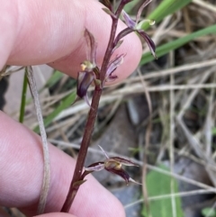 Acianthus exsertus at Broulee, NSW - 18 Apr 2023