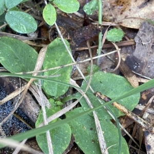 Pterostylidinae (greenhood alliance) at Broulee, NSW - suppressed