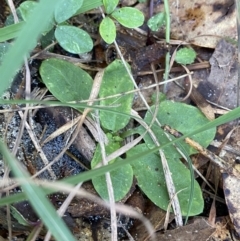 Pterostylidinae (greenhood alliance) at Broulee, NSW - 18 Apr 2023