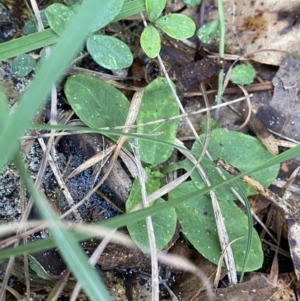 Pterostylidinae (greenhood alliance) at Broulee, NSW - 18 Apr 2023