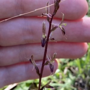 Acianthus exsertus at Broulee, NSW - suppressed