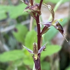 Acianthus exsertus at Broulee, NSW - suppressed