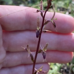 Acianthus exsertus at Broulee, NSW - suppressed