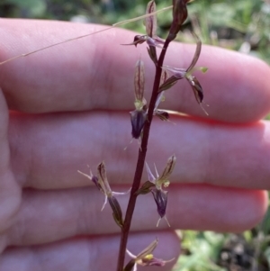 Acianthus exsertus at Broulee, NSW - suppressed