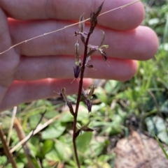 Acianthus exsertus at Broulee, NSW - suppressed