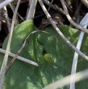 Corysanthes fimbriata at Broulee, NSW - 18 Apr 2023