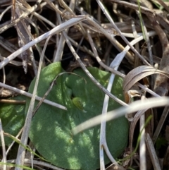 Corysanthes fimbriata at Broulee, NSW - suppressed