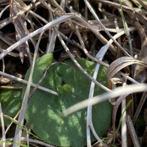 Corysanthes fimbriata at Broulee, NSW - suppressed