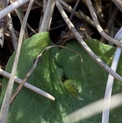 Corysanthes fimbriata at Broulee, NSW - 18 Apr 2023