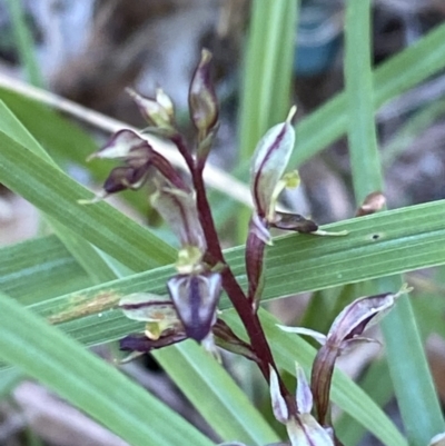 Acianthus exsertus (Large Mosquito Orchid) at Broulee Moruya Nature Observation Area - 18 Apr 2023 by Tapirlord