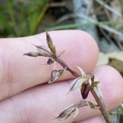 Acianthus exsertus at Broulee, NSW - 18 Apr 2023