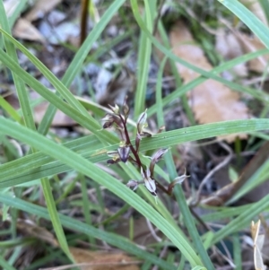 Acianthus exsertus at Broulee, NSW - 18 Apr 2023