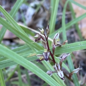 Acianthus exsertus at Broulee, NSW - suppressed