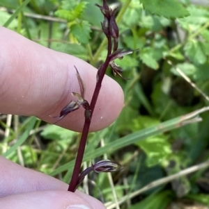 Acianthus exsertus at Broulee, NSW - suppressed