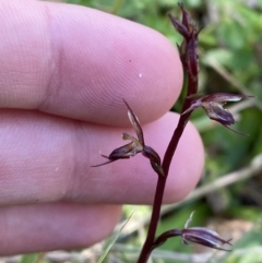 Acianthus exsertus at Broulee, NSW - suppressed