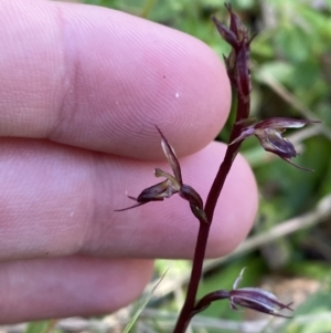 Acianthus exsertus at Broulee, NSW - suppressed