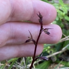 Acianthus exsertus at Broulee, NSW - suppressed