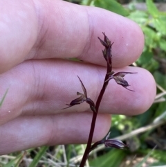 Acianthus exsertus at Broulee, NSW - suppressed