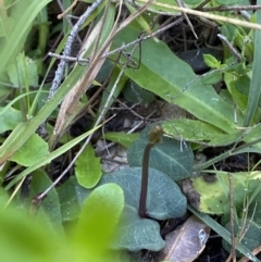 Acianthus sp. (Mayflower Orchid) at Broulee, NSW - 18 Apr 2023 by Tapirlord