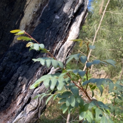 Breynia oblongifolia (Coffee Bush) at Broulee Moruya Nature Observation Area - 18 Apr 2023 by Tapirlord