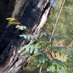 Breynia oblongifolia (Coffee Bush) at Broulee, NSW - 18 Apr 2023 by Tapirlord