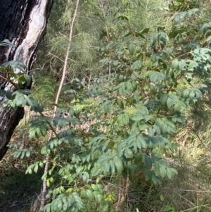 Breynia oblongifolia at Broulee, NSW - 18 Apr 2023