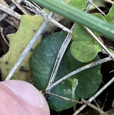 Corysanthes fimbriata (Fringed Helmet Orchid) at Broulee Moruya Nature Observation Area - 18 Apr 2023 by Tapirlord