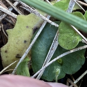 Corysanthes fimbriata at Broulee, NSW - 18 Apr 2023