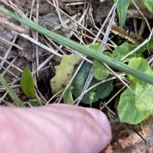 Corysanthes fimbriata at Broulee, NSW - suppressed