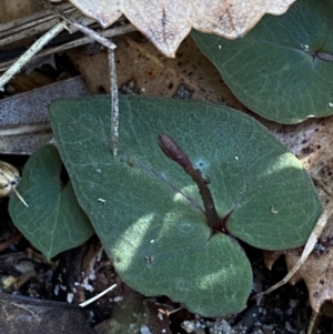 Acianthus exsertus at Broulee, NSW - suppressed