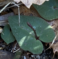 Acianthus exsertus at Broulee, NSW - suppressed