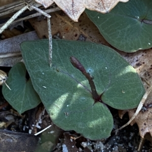 Acianthus exsertus at Broulee, NSW - suppressed