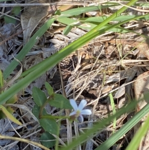 Lobelia purpurascens at Broulee, NSW - 18 Apr 2023