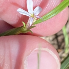 Lobelia purpurascens at Broulee, NSW - 18 Apr 2023