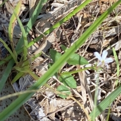 Lobelia purpurascens at Broulee, NSW - 18 Apr 2023