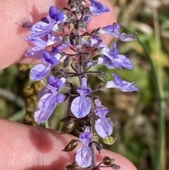 Plectranthus parviflorus (Cockspur Flower) at Broulee, NSW - 18 Apr 2023 by Tapirlord