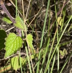 Coleus australis at Broulee, NSW - 18 Apr 2023