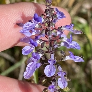 Plectranthus parviflorus at Broulee, NSW - 18 Apr 2023