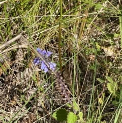 Coleus australis at Broulee, NSW - 18 Apr 2023