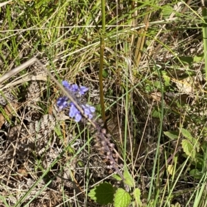 Coleus australis at Broulee, NSW - 18 Apr 2023